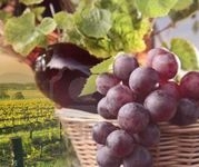 Акустично-оптичен инфрачервен анализ на грозде и вино